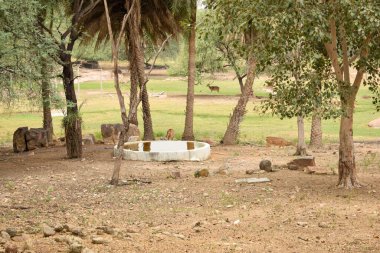 Orman / Hayvanat Bahçesi Parkı 'nda Ayakta Geyik Besleme, Vahşi Yaşam Fotoğrafları