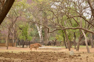 Orman / Hayvanat Bahçesi Parkı 'nda Ayakta Geyik Besleme, Vahşi Yaşam Fotoğrafları