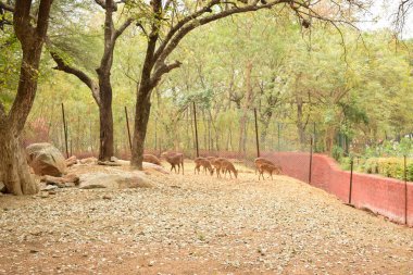 Orman / Hayvanat Bahçesi Stok Fotoğrafı Görüntü Geyik Grubu