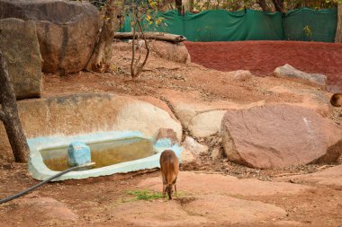 Orman / Hayvanat Bahçesi Parkı 'nda Ayakta Geyik Besleme, Vahşi Yaşam Fotoğrafları