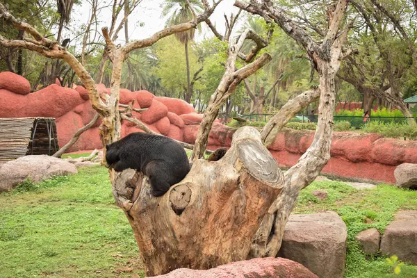 Гималайский Чёрный Медведь Зоопарке — стоковое фото