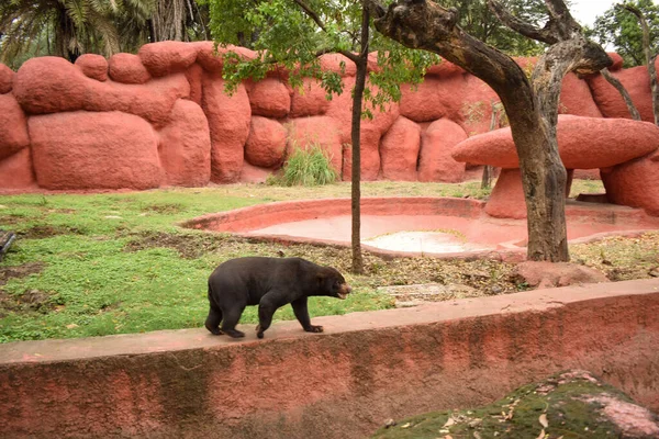 Ours Noir Himalaya Dans Zoo Park Image Photo Stock — Photo