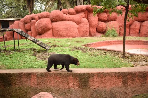 Гималайский Чёрный Медведь Зоопарке — стоковое фото