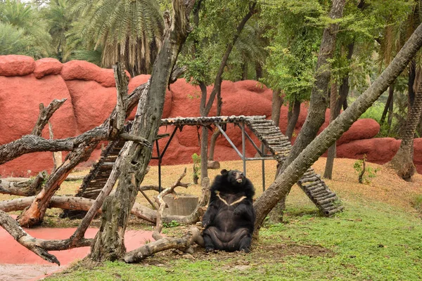 Himalaya Schwarzbär Tierpark Archivbild — Stockfoto