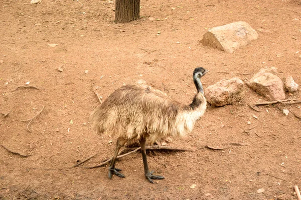 Wildvogel Strauß Großer Vogel Steht Zoo Park Archivbild — Stockfoto