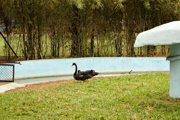 Черный Лебедь Дикой Птицы Зеленой Траве — стоковое фото