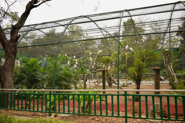 Oiseaux Blancs Cage Parc Zoologique Image Stock — Photo