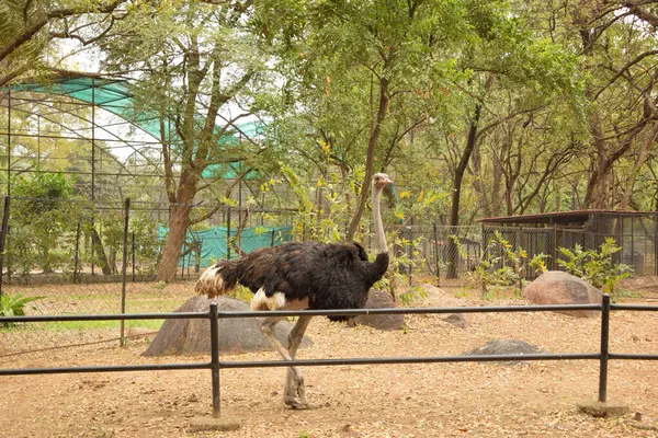 Wildvogel Strauß Großer Vogel Steht Zoo Park Archivbild — Stockfoto