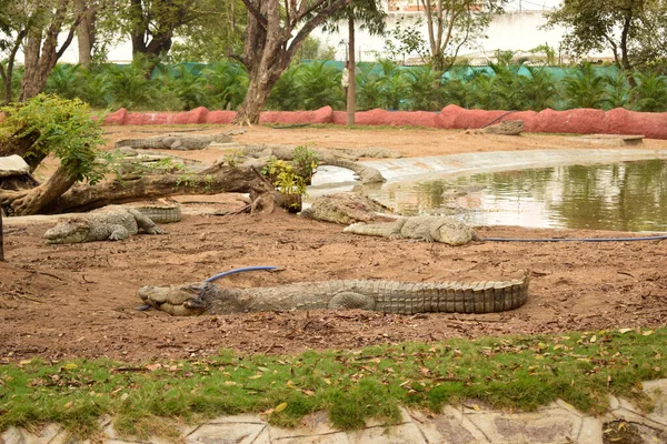 Crocodiles Jungle Zoo Park Wildlife Stock Photograph Image — Stock Photo, Image