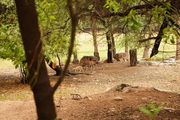 Stehender Hirsch Beim Fressen Dschungel Tierpark Archivbild — Stockfoto