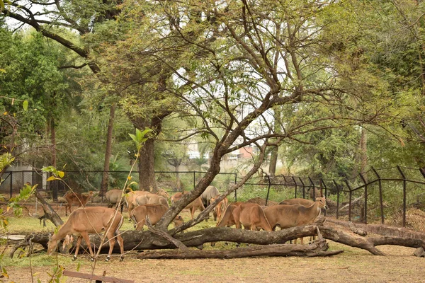 Alimentation Groupe Cerfs Dans Jungle Zoo Parc Image Photographie Stock — Photo