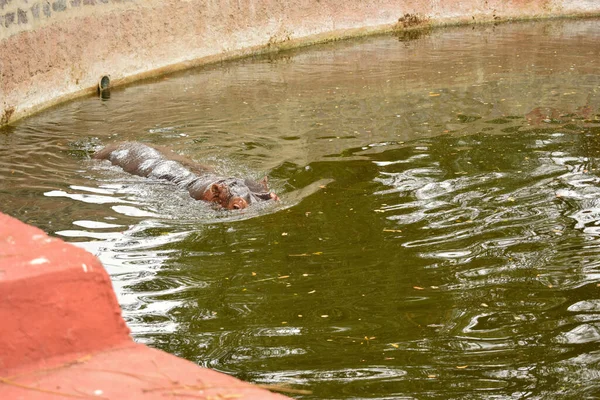 Nager Big Hippopotame Dans Eau Zoo Image Stock — Photo