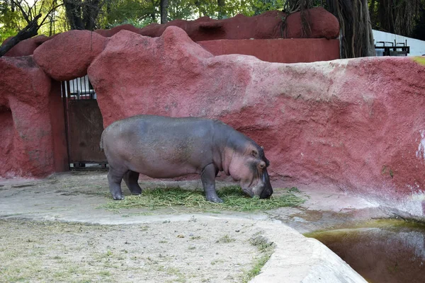 Nourrir Gros Hippopotame Dans Eau Zoo Faune Image Stock — Photo