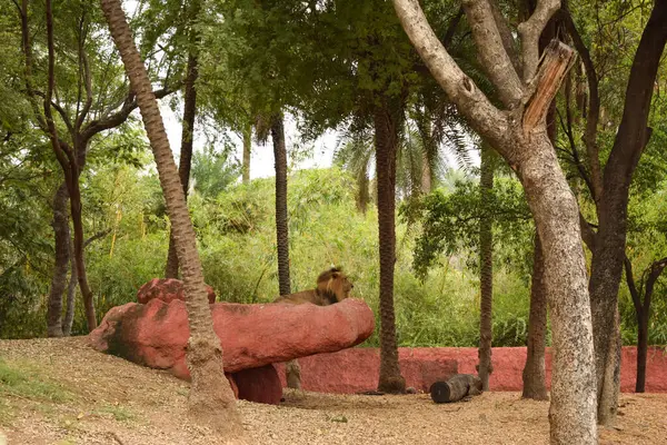 Animal Sauvage Grand Lion Dans Parc Zoologique Image Photographie Stock — Photo