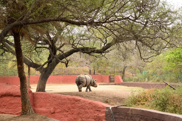 Rhinocéros Indien Dans Zoo Park Wildlife Photographie Stock Image — Photo