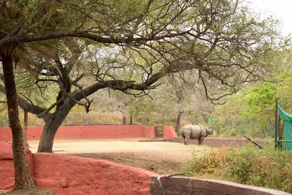 动物园内的印度犀牛公园野生动物群摄影图像 — 图库照片