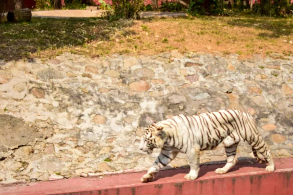 Animali Selvatici Una Grande Tigre Bianca Nel Parco Zoologico Immagine — Foto Stock