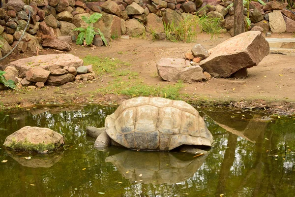 Galapagos Riesenschildkröte Große Schildkröte Wildlife Archivbild Bild — Stockfoto