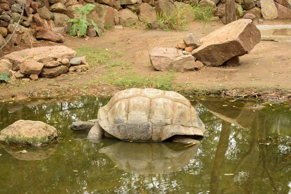 Galapagos Jättestor Sköldpadda Stor Sköldpadda Vilt Lager Fotografera Bild — Stockfoto