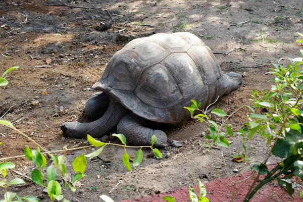 Галапагосская Гигантская Черепаха Большая Черепаха Изображение Дикой Природы — стоковое фото