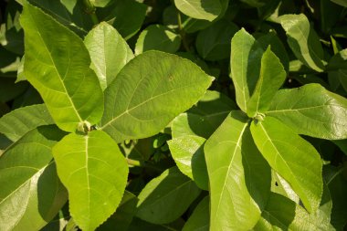 Yeşil yapraklar desen arkaplan, Doğal arkaplan ve duvar kağıdı