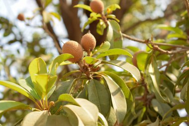 Gordon arkaplanındaki sapodilla / Chikoo Ağacı / Bitkisi. Fotoğraf, tarım