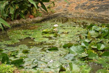 Güzel çiçekli Pembe Su Zambağı, Göletteki Bahçedeki Lotus. Su yüzeyindeki yansımalar. Fotoğraf: