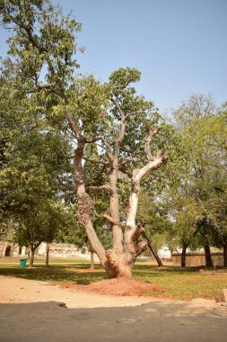 Yeşillik Bahçesi 'ndeki Büyük Ağaç Dalları / Park Fotoğrafları