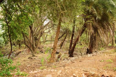 Doğal Sonbahar Ormanı / Hindistan 'da Büyük Ağaçlar ve Ağaç Dalları Fotoğrafları