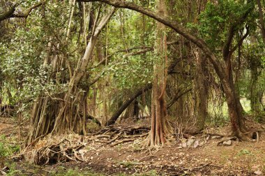 Doğal Sonbahar Ormanı / Hindistan 'da Büyük Ağaçlar ve Ağaç Dalları Fotoğrafları