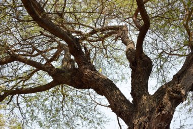 Yeşillik Bahçesi 'ndeki Büyük Ağaç Dalları / Park Fotoğrafları