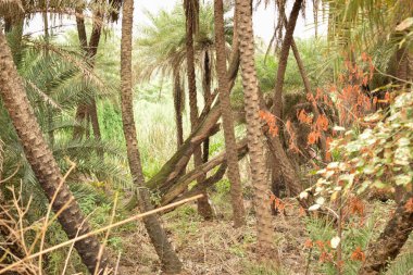 Doğal Sonbahar Ormanı / Hindistan 'da Büyük Ağaçlar ve Ağaç Dalları Fotoğrafları