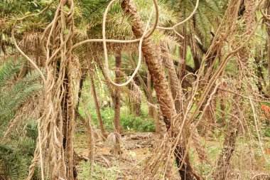 Doğal Sonbahar Ormanı / Hindistan 'da Büyük Ağaçlar ve Ağaç Dalları Fotoğrafları