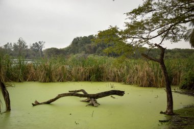 Göl ve ağaç zeminli yağmur ormanları. Yeşil yağmur ormanları ördek yosunlarıyla kaplı Gölet yüzeyi ve ağaçlar.