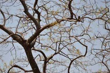Derin Doğal Sonbahar Ormanı / Hindistan 'da Büyük Ağaçlar ve Ağaç Dalları Fotoğrafları