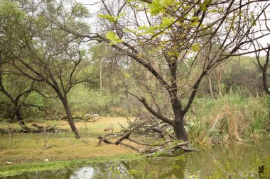 Göl ve ağaç zeminli yağmur ormanları. Yeşil yağmur ormanları ördek yosunlarıyla kaplı Gölet yüzeyi ve ağaçlar.