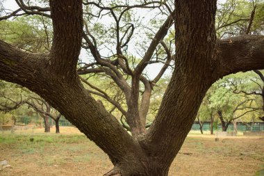 Derin Doğal Sonbahar Ormanı / Hindistan 'da Büyük Ağaçlar ve Ağaç Dalları Fotoğrafları