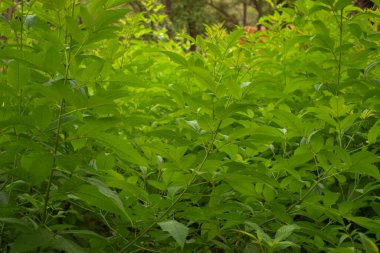 Green Leaves on Tree in Greenery Garden / Park Fotoğrafları