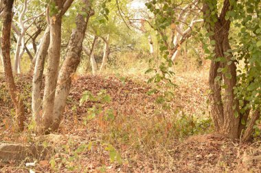 Derin Doğal Sonbahar Ormanı / Hindistan 'da Büyük Ağaçlar ve Ağaç Dalları Fotoğrafları