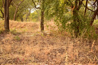 Derin Doğal Sonbahar Ormanı / Hindistan 'da Büyük Ağaçlar ve Ağaç Dalları Fotoğrafları