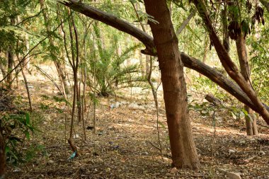 Derin Doğal Sonbahar Ormanı / Hindistan 'da Büyük Ağaçlar ve Ağaç Dalları Fotoğrafları