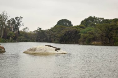 Lakeside Mavi Su Kuşlar ve Ağaçlarla