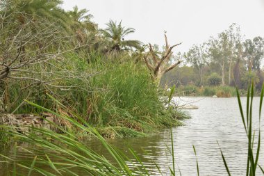 Göl kenarı Mavi Su, Kuşlar ve Ağaçlar Stok Fotoğrafı