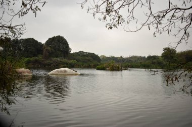 Göl kenarı Mavi Su, Kuşlar ve Ağaçlar Stok Fotoğrafı