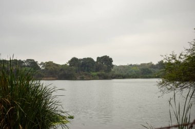 Göl kenarı Mavi Su, Kuşlar ve Ağaçlar Stok Fotoğrafı