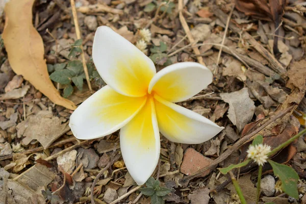 秋の庭の床の上の木から白い秋の花 写真素材集 — ストック写真