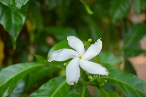 秋の庭の床の上の木から白い秋の花 写真素材集 — ストック写真