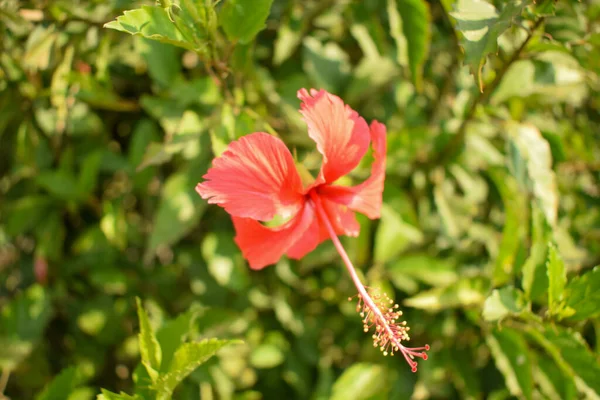 Bourgeon Fleur Rouge Gros Plan Macro Image Stock — Photo