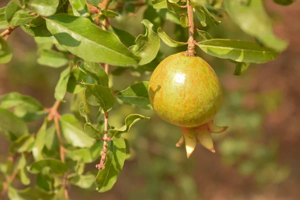 Granátové Jablko Ovoce Rostoucí Stromě Rostlinné Pozadí Stock Fotografie Obrázek — Stock fotografie