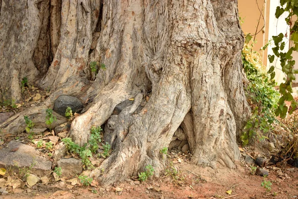 Raízes Naturais Árvore Big Banyan Selva Fotografia Estoque Floresta — Fotografia de Stock